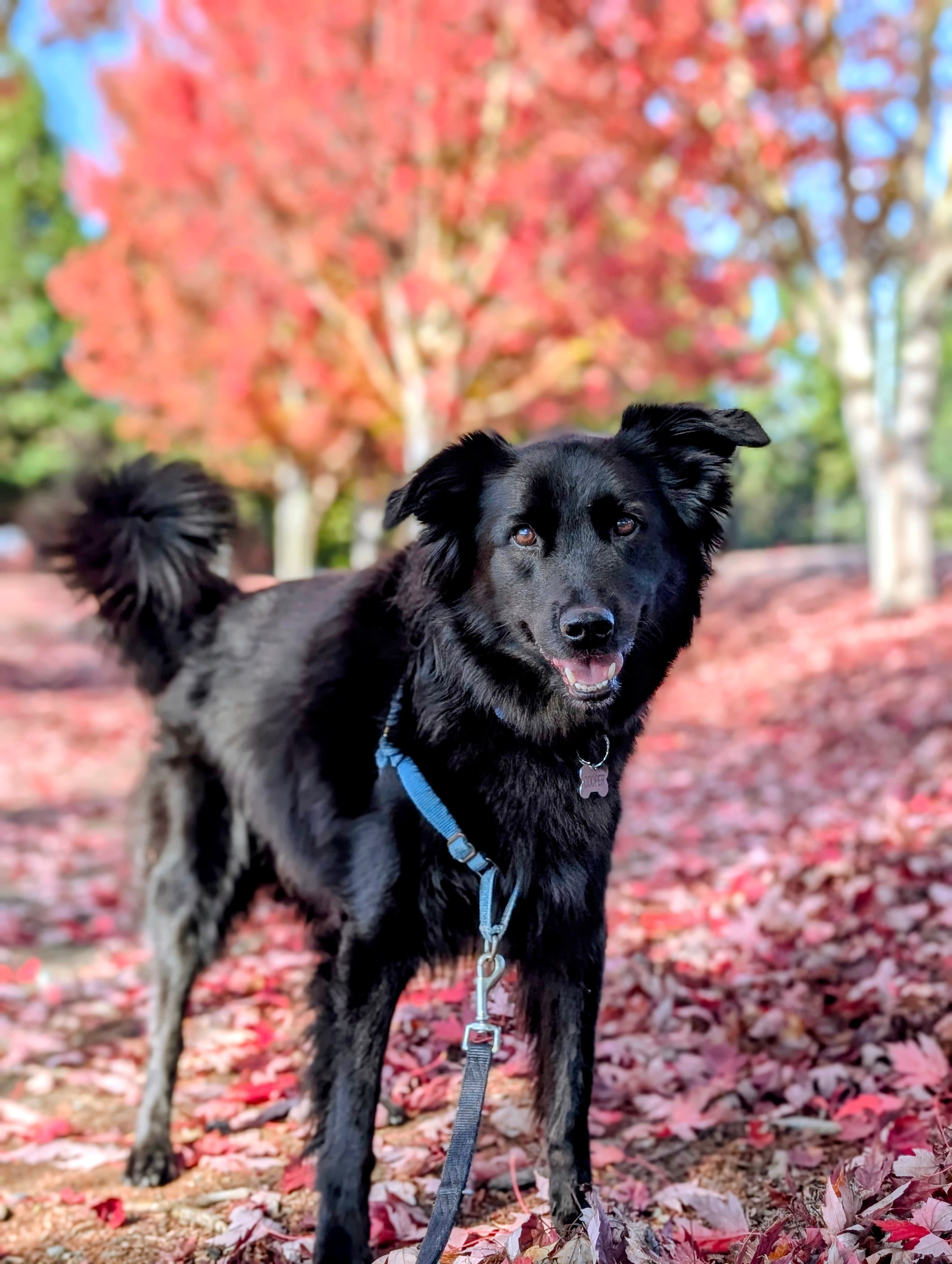 Autumn Hike at the Park 🐕